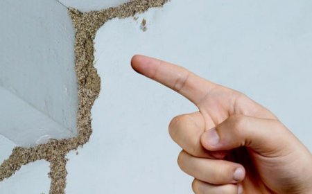 Top Signs You Need a Termite Inspection in Baltimore and What to Do Next
