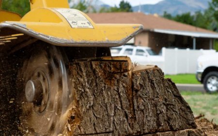 The Complete Guide to Stump Grinding: What You Need to Know