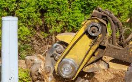 Stump Grinding: The Complete Guide to Getting Rid of Tree Stumps