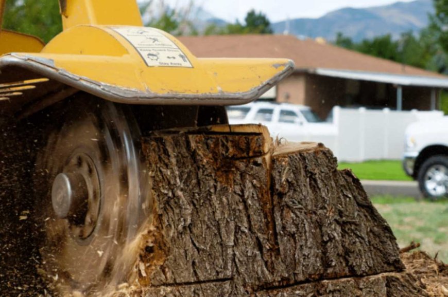 The Complete Guide to Stump Grinding: What You Need to Know