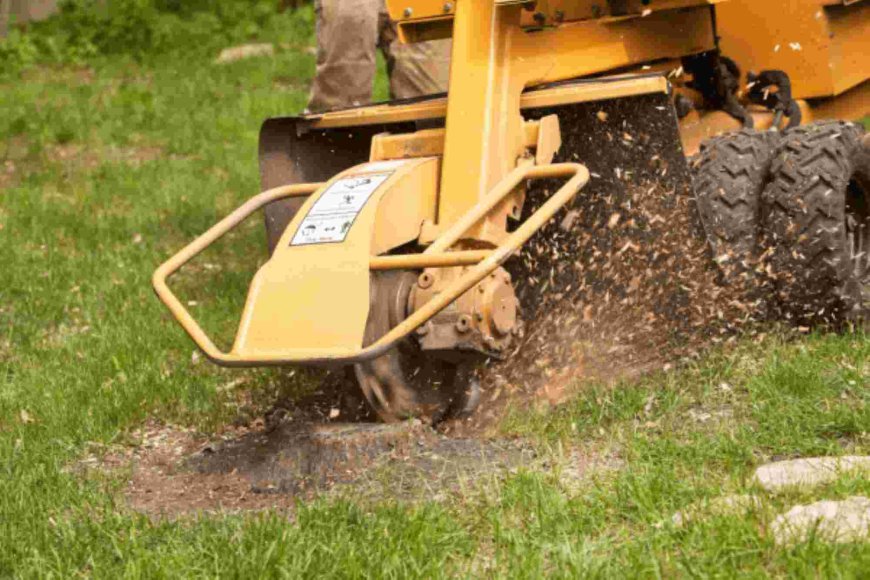 Stump Grinding: The Smart Solution to Clear Your Yard