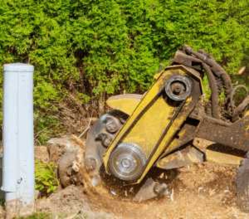 Stump Grinding: The Complete Guide to Getting Rid of Tree Stumps