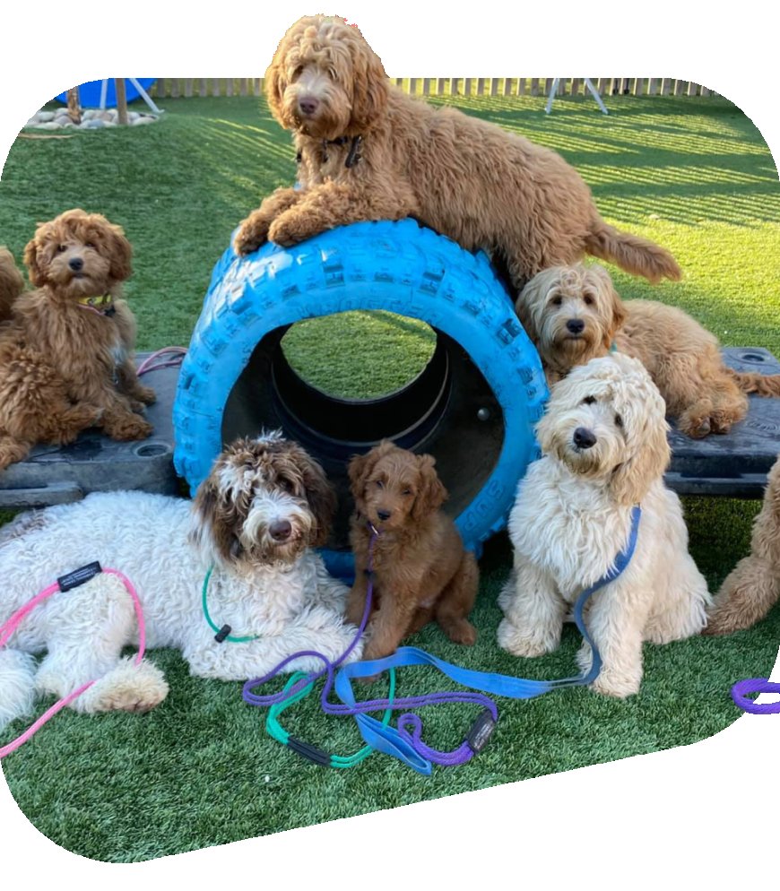 Why In-Person Dog Training Might Be the Breakthrough You and Your Dog Need