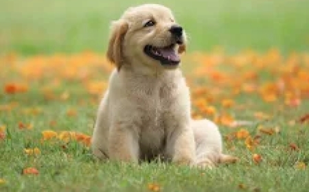 Eco Dog Waste: Bags, Scoopers, Gogostik