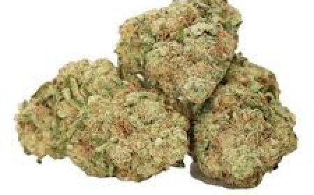 Scooby Snacks Strain: A Flavorful Hybrid with Balanced Effects