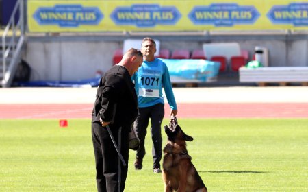 Trained German Shepherd for Sale | Loyal & Skilled Companions