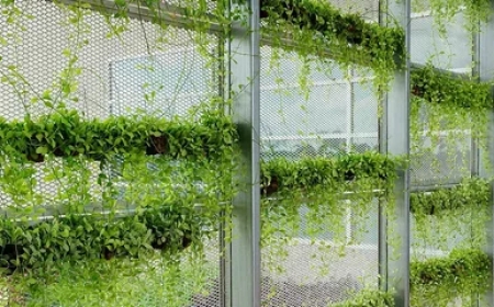 How Trellising Cannabis Boosts Bud Size, Health, and Yield