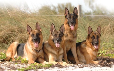 Trained German Shepherd for Sale | Loyal & Skilled Companions