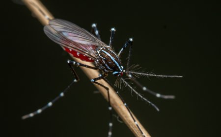 Do Male Mosquitoes Bite? What You Need to Know About Mosquito Behavior