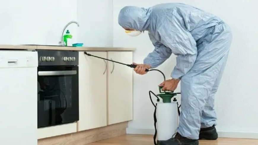 Smart Strategies for Rodent-Free Living