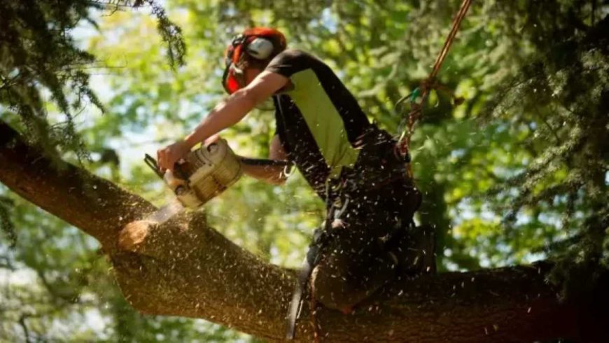 Tree Removal: A Complete Guide to Safe and Smart Tree Removal Services