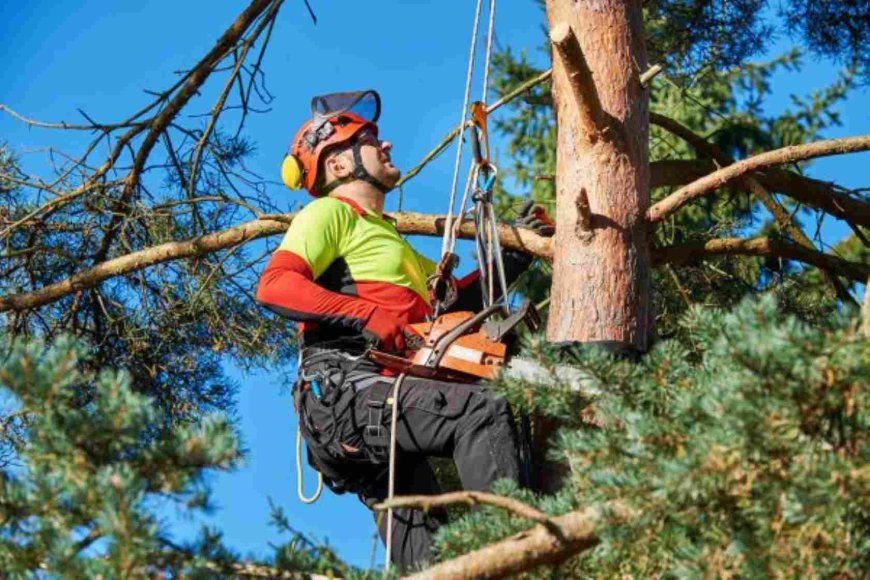 Tree Removal: Introduction to Tree Removal