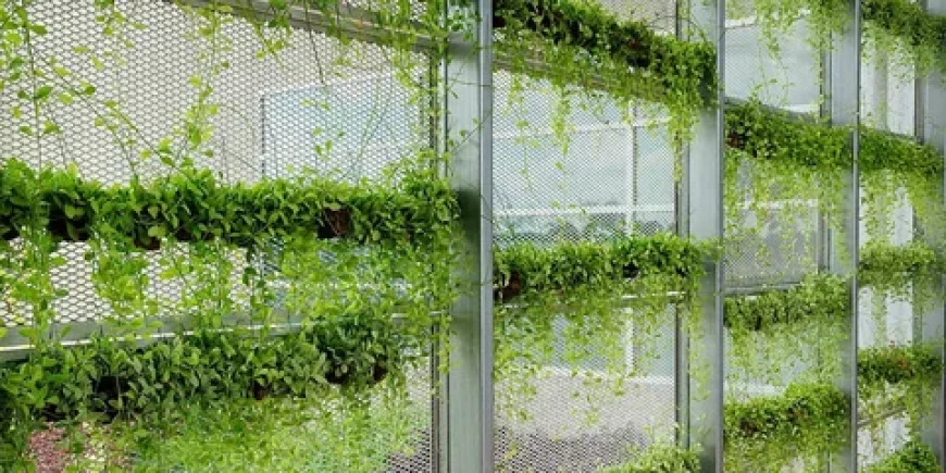 How Trellising Cannabis Boosts Bud Size, Health, and Yield